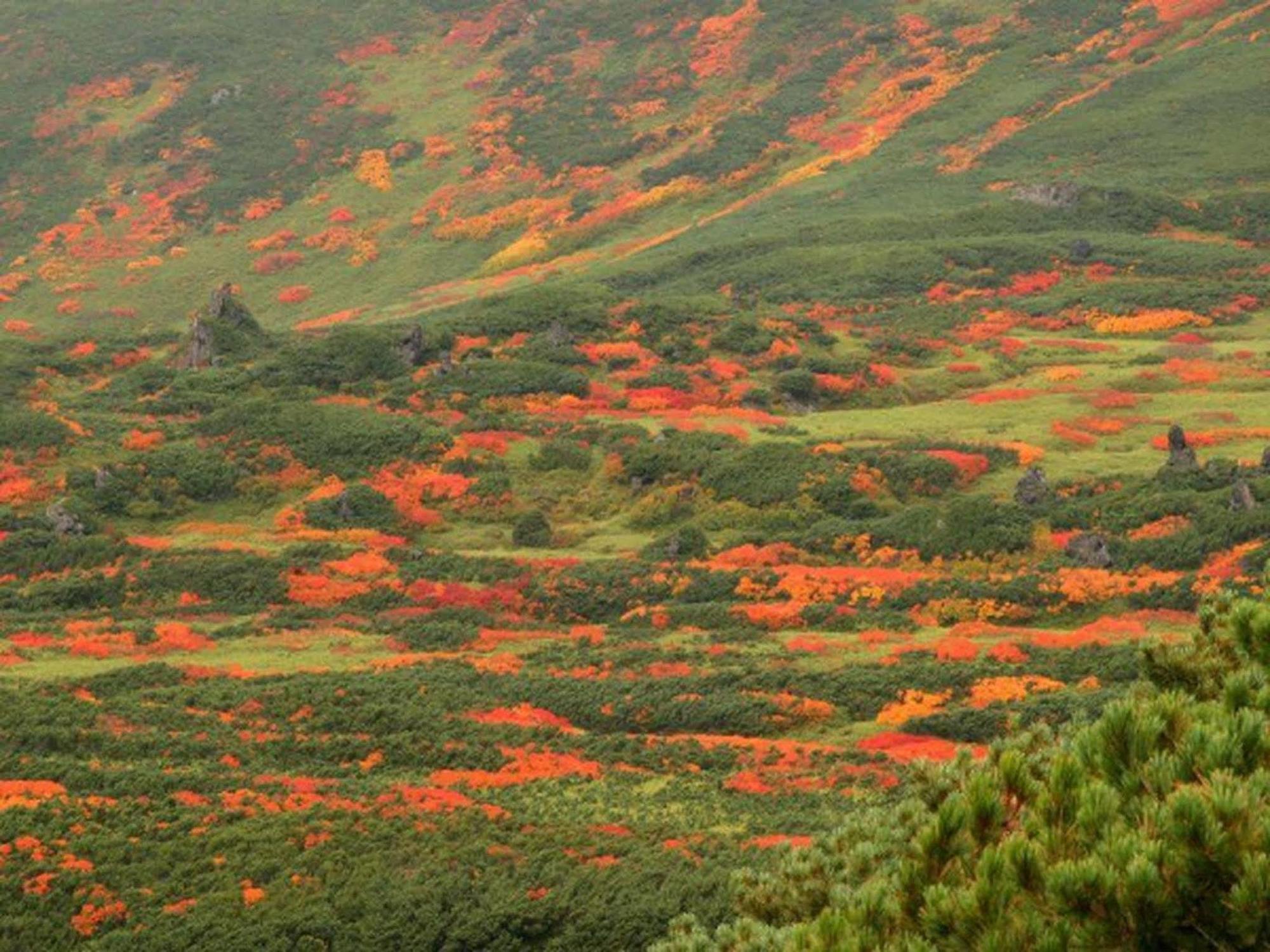 ホテル 旭岳 湯元 湧駒荘 東川町 エクステリア 写真